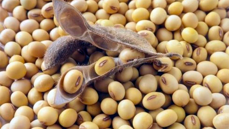 Soybeans - what they are and how they look