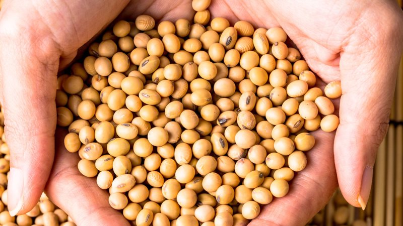 Soybeans - what they are and how they look
