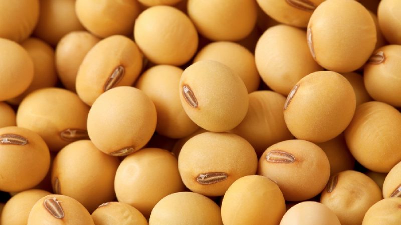 Soybeans - what they are and how they look