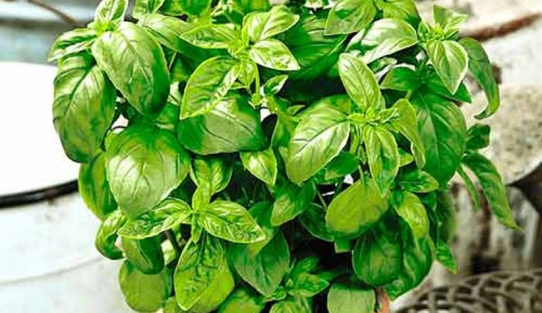 The variety of varieties of basil: description and characteristics of varieties