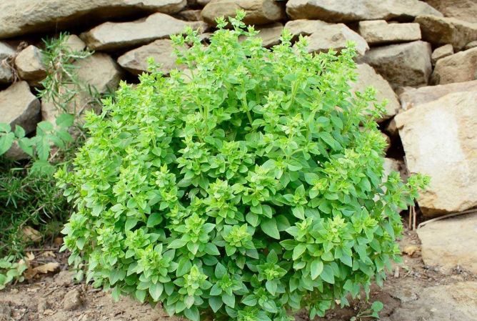 What is good about the Dwarf basil variety: reviews of those who grew it, advantages and disadvantages