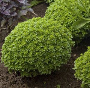 The variety of varieties of basil: description and characteristics of varieties