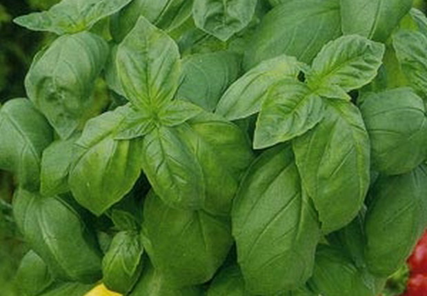 What is good about the Dwarf basil variety: reviews of those who grew it, advantages and disadvantages
