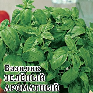 Basil variety Green aromatic: growing from seeds, characteristics and description