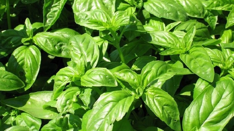 Basil variety Green aromatic: growing from seeds, characteristics and description
