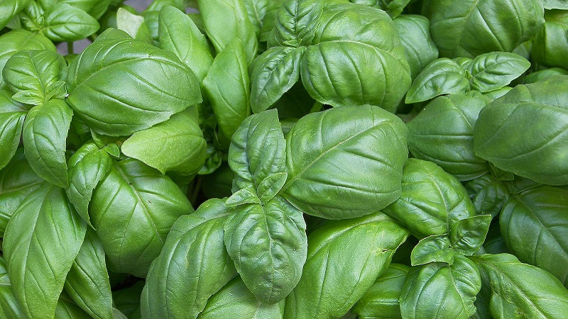 Basil variety Green aromatic: growing from seeds, characteristics and description
