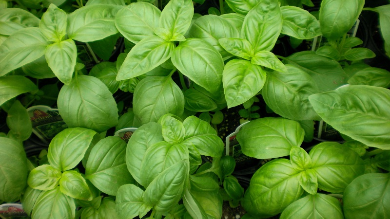 Basil variety Green aromatic: growing from seeds, characteristics and description