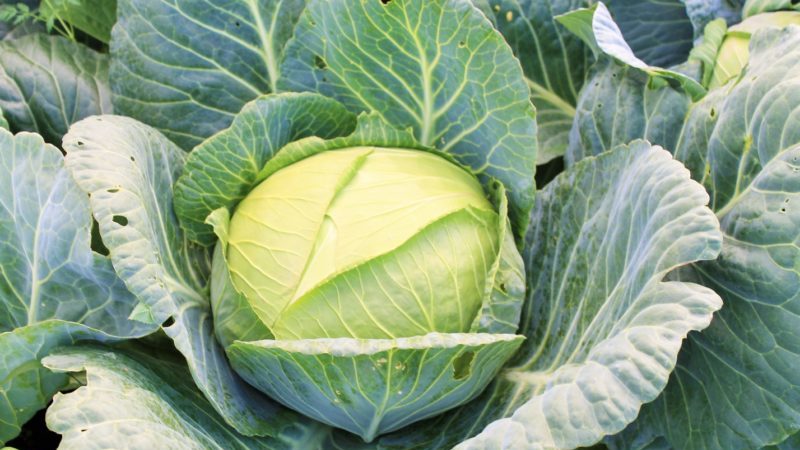 Unpretentious cold-resistant cabbage variety Slava