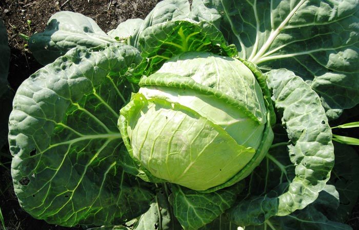 Unpretentious cold-resistant cabbage variety Slava