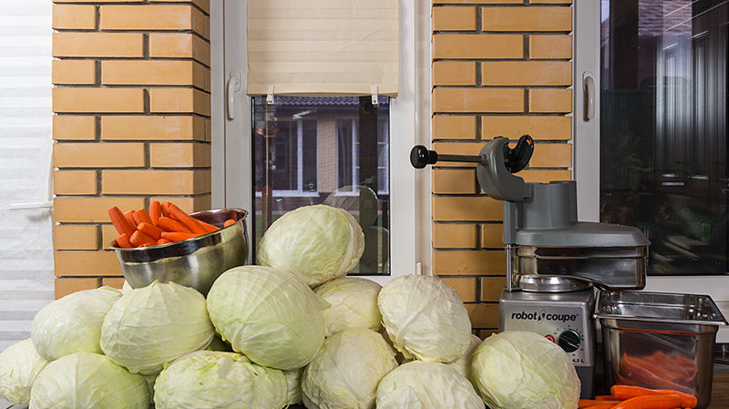 Unpretentious cold-resistant cabbage variety Slava