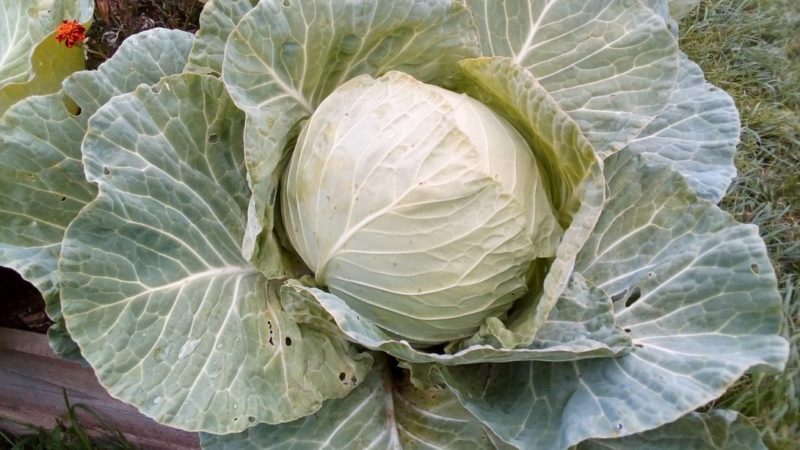 Unpretentious cold-resistant cabbage variety Slava