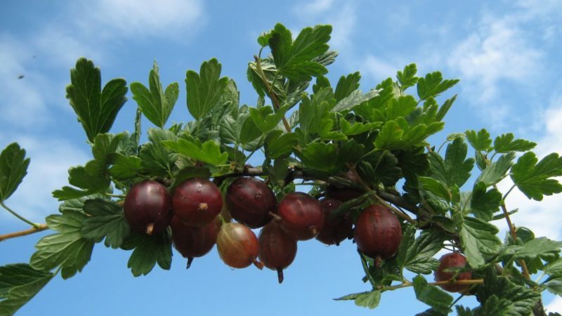 Varieties and features of growing gooseberries without thorns