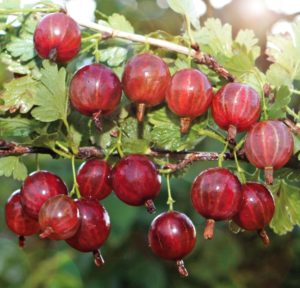 Medium early high-yielding gooseberry variety Kolobok