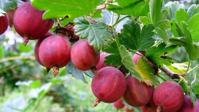 Medium early high-yielding gooseberry variety Kolobok