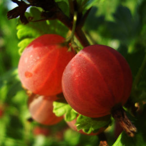 Medium early high-yielding gooseberry variety Kolobok