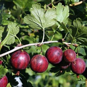 Medium early high-yielding gooseberry variety Kolobok