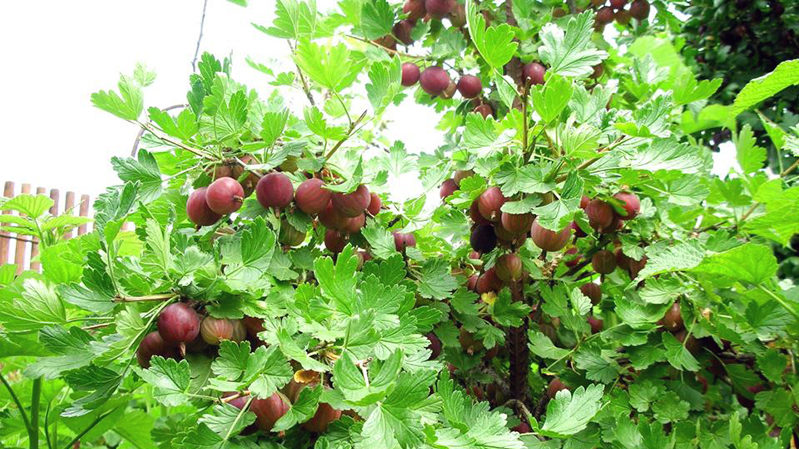 Medium early high-yielding gooseberry variety Kolobok