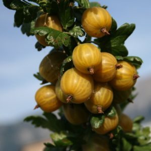 Medium early gooseberry variety Honey
