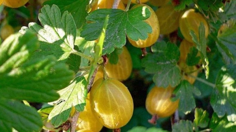 Medium early gooseberry variety Honey
