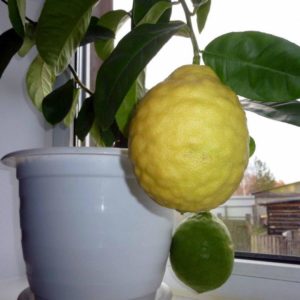 Why is Panderosa lemon good and why it is worth growing
