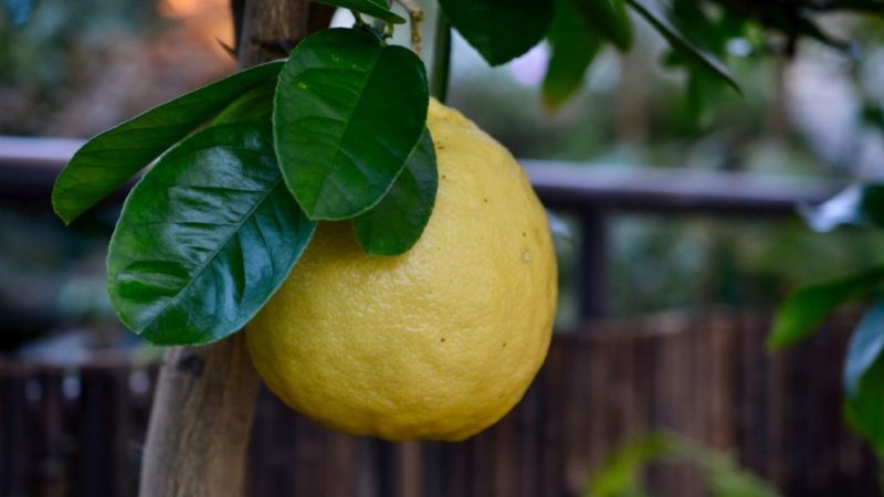 Why is Panderosa lemon good and why it is worth growing