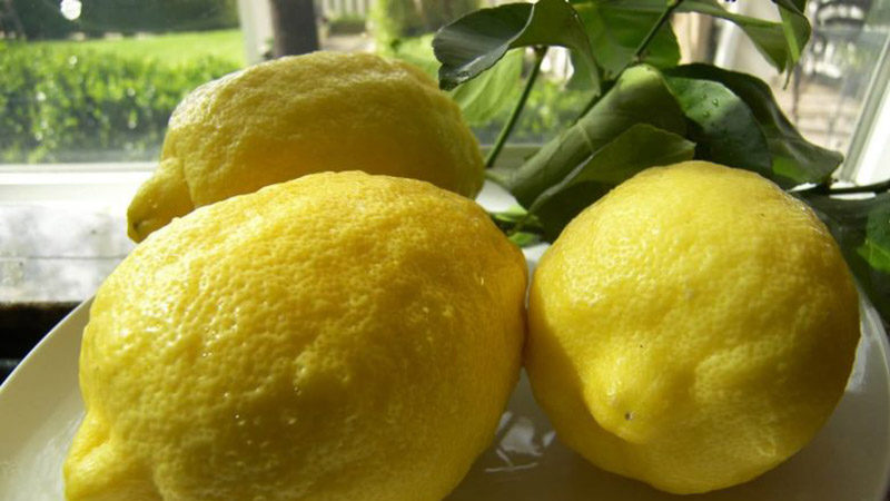 Why is Panderosa lemon good and why it is worth growing