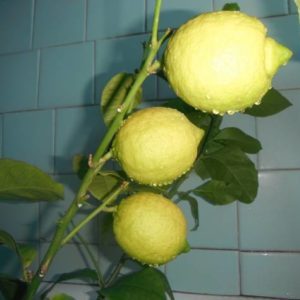 An unpretentious lemon variety Jubilee for beginner flower growers