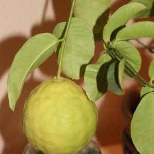 An unpretentious lemon variety Jubilee for beginner flower growers