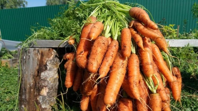Unpretentious and disease-resistant carrot variety Berlikum Royal