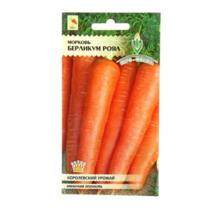 Unpretentious and disease-resistant carrot variety Berlikum Royal
