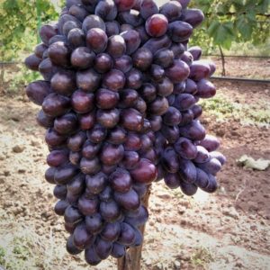 Jupiter grape variety: description, advantages and disadvantages, cultivation technology