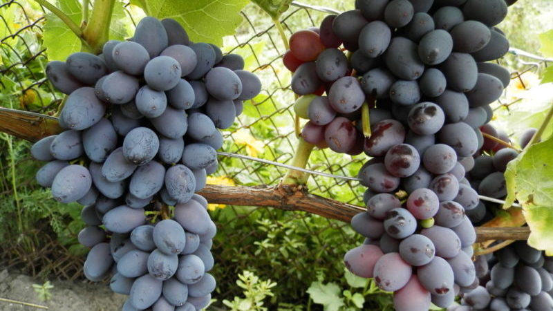Jupiter grape variety: description, advantages and disadvantages, cultivation technology