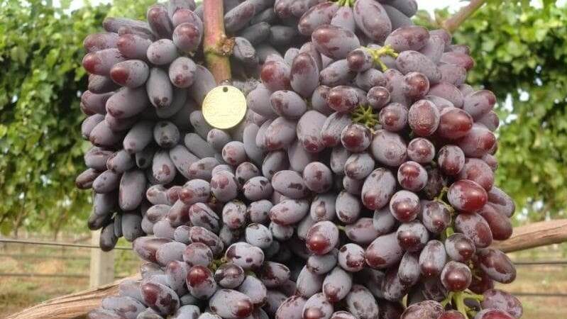 Jupiter grape variety: description, advantages and disadvantages, cultivation technology