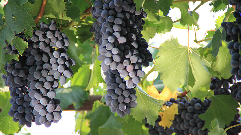 The best grape varieties for the Moscow region: characteristics and descriptions, tips for choosing