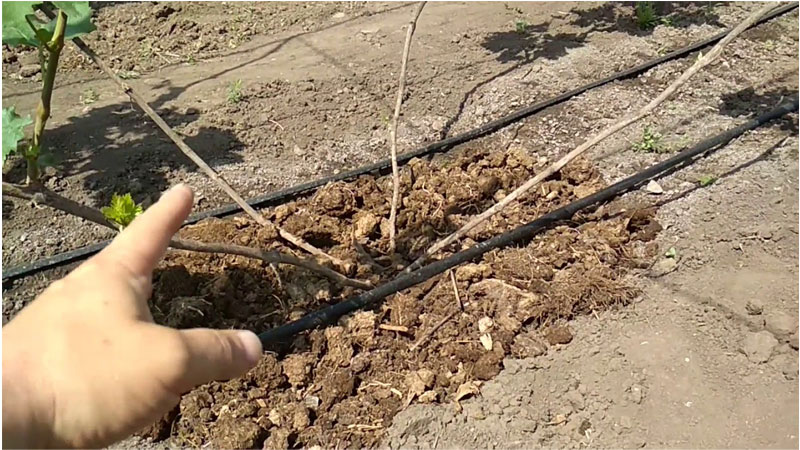 Jupiter grape variety: description, advantages and disadvantages, cultivation technology