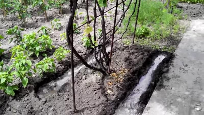 Jupiter grape variety: description, advantages and disadvantages, cultivation technology