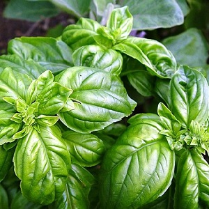 Variety of green vegetable basil Tonus: growing from seed for beginners