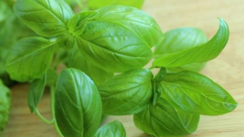 Variety of green vegetable basil Tonus: growing from seed for beginners