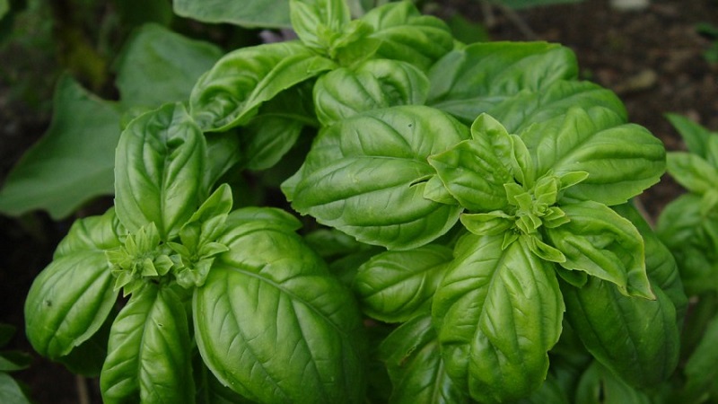 Variety of green vegetable basil Tonus: growing from seed for beginners