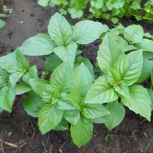 Variety of green vegetable basil Tonus: growing from seed for beginners