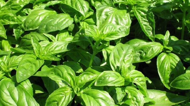 Variety of green vegetable basil Tonus: growing from seed for beginners