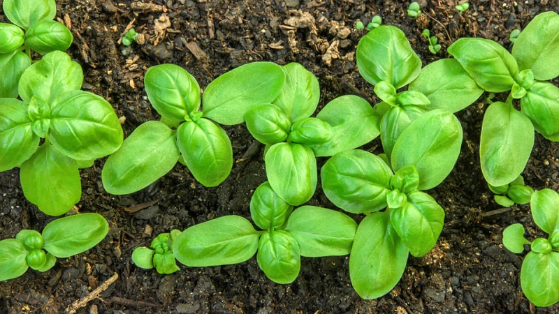 Variety of green vegetable basil Tonus: growing from seed for beginners
