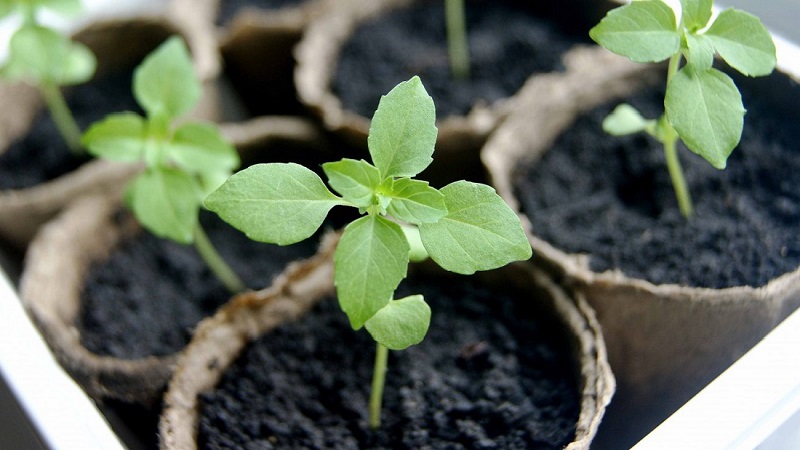 Favorable days and conditions for planting the basil