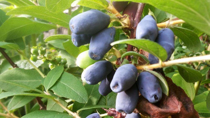 Top best varieties of honeysuckle for the Urals: what are the features of choosing a variety and its cultivation in this region