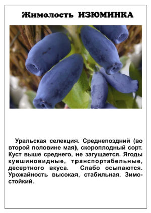 Stably productive variety of honeysuckle Zest from Russian breeders