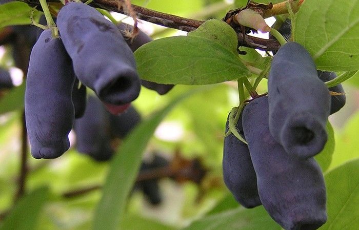Frost-resistant early ripening variety of honeysuckle Lakomka