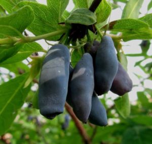 Frost-resistant early ripening variety of honeysuckle Lakomka