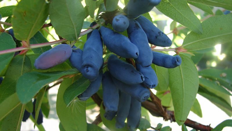 High-yielding, frost-resistant honeysuckle variety Tomichka