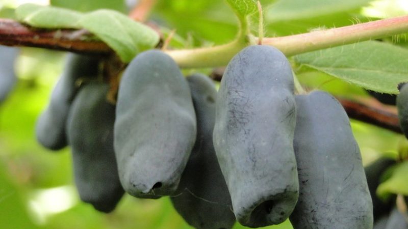 Early maturing resistant variety of Vasyugan honeysuckle