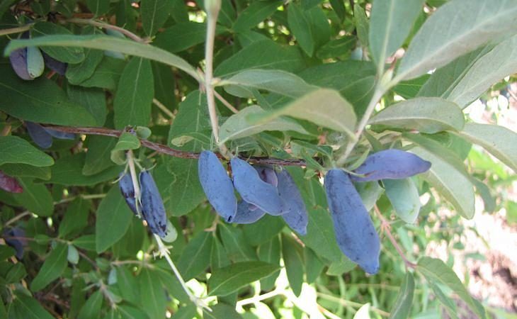Early maturing resistant variety of Vasyugan honeysuckle